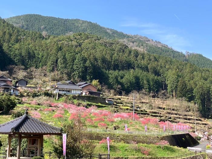 第5回 桃まつり