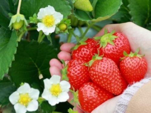 プロジェクトチームde愛イベント @ふたみ ~焼きたて!あつあつ!オリジナルピザといちご狩り ※マッチングなしイベント※~