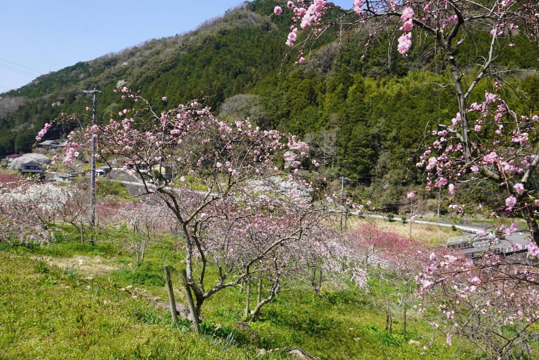 第5回 桃まつり