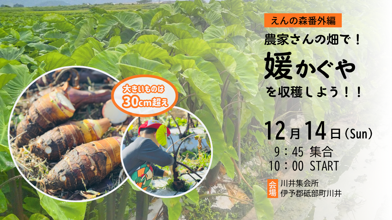 でっかいお芋にびっくり！『媛かぐや』収穫体験