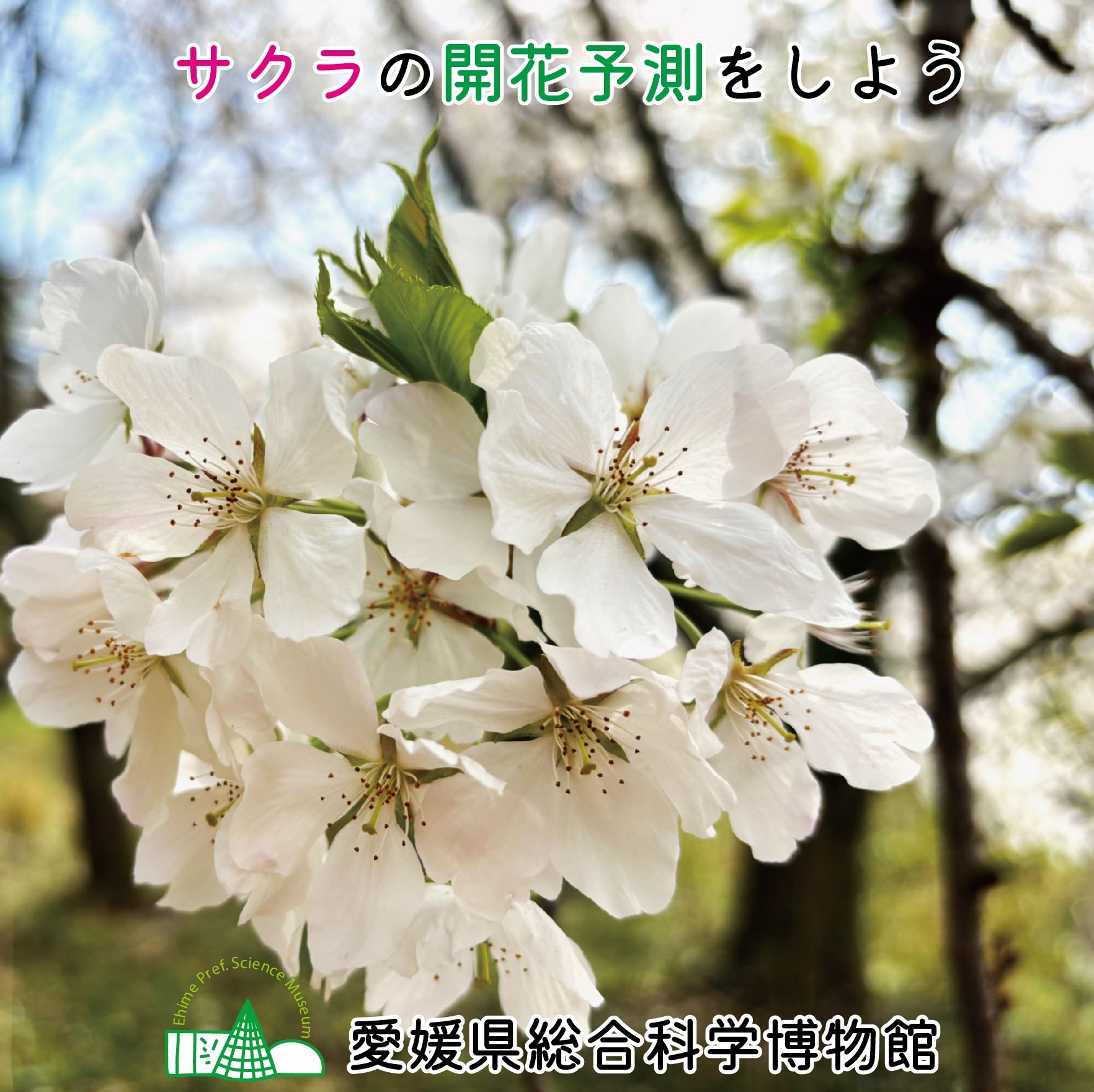 企画展「ようこそゲノムワールドへ」関連イベント「サクラの開花時期を予測しよう」