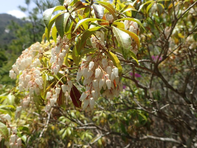 ロビー展「森に親しむ博物館」