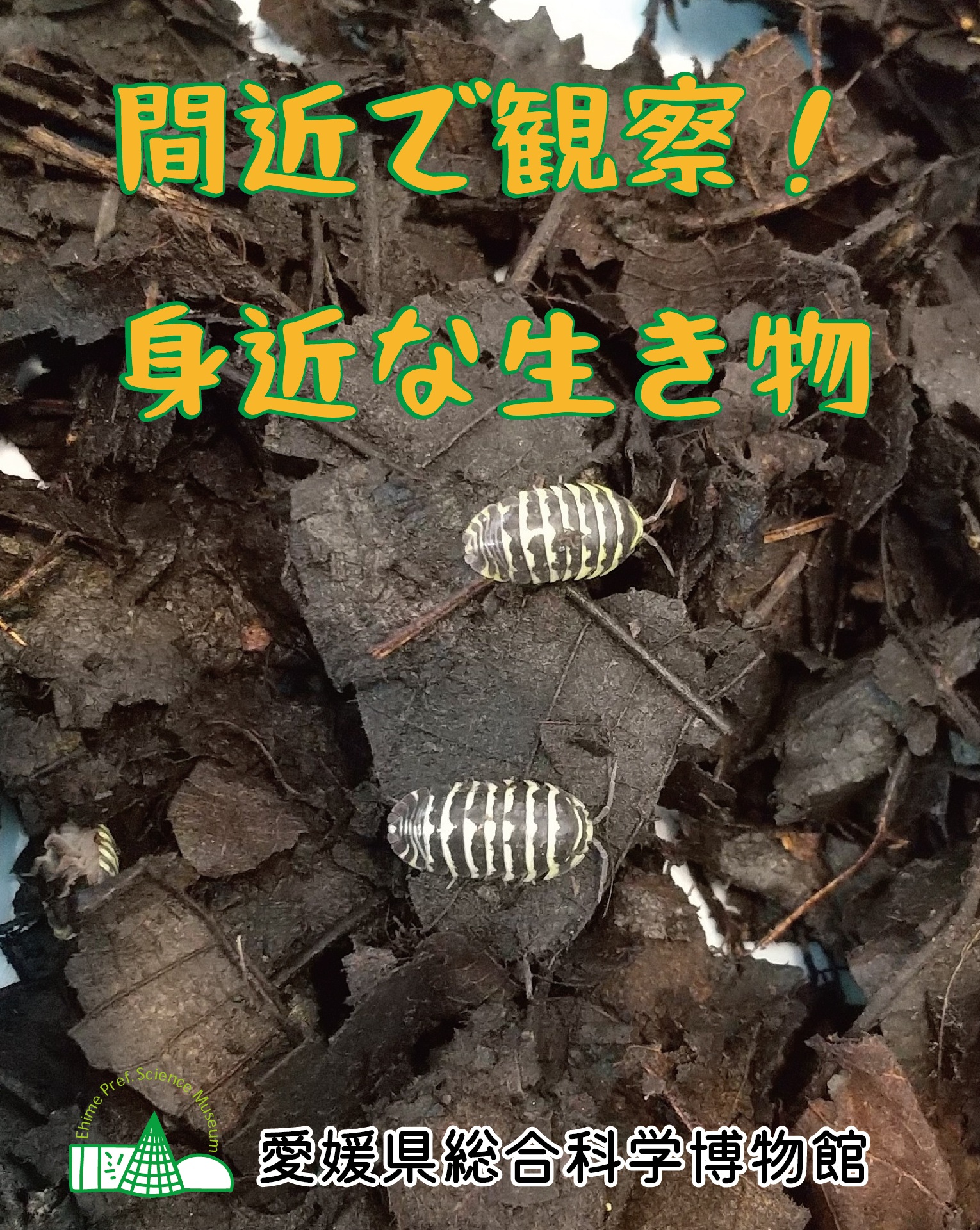 愛媛県総合科学博物館　春の特別イベント