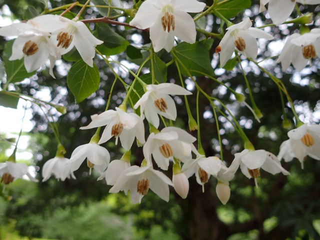 ロビー展「森に親しむ博物館」