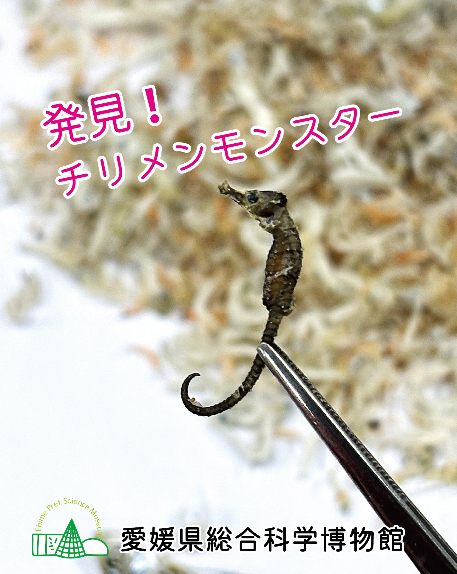 愛媛県総合科学博物館　春の特別イベント