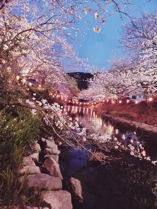 夜桜のライトアップ