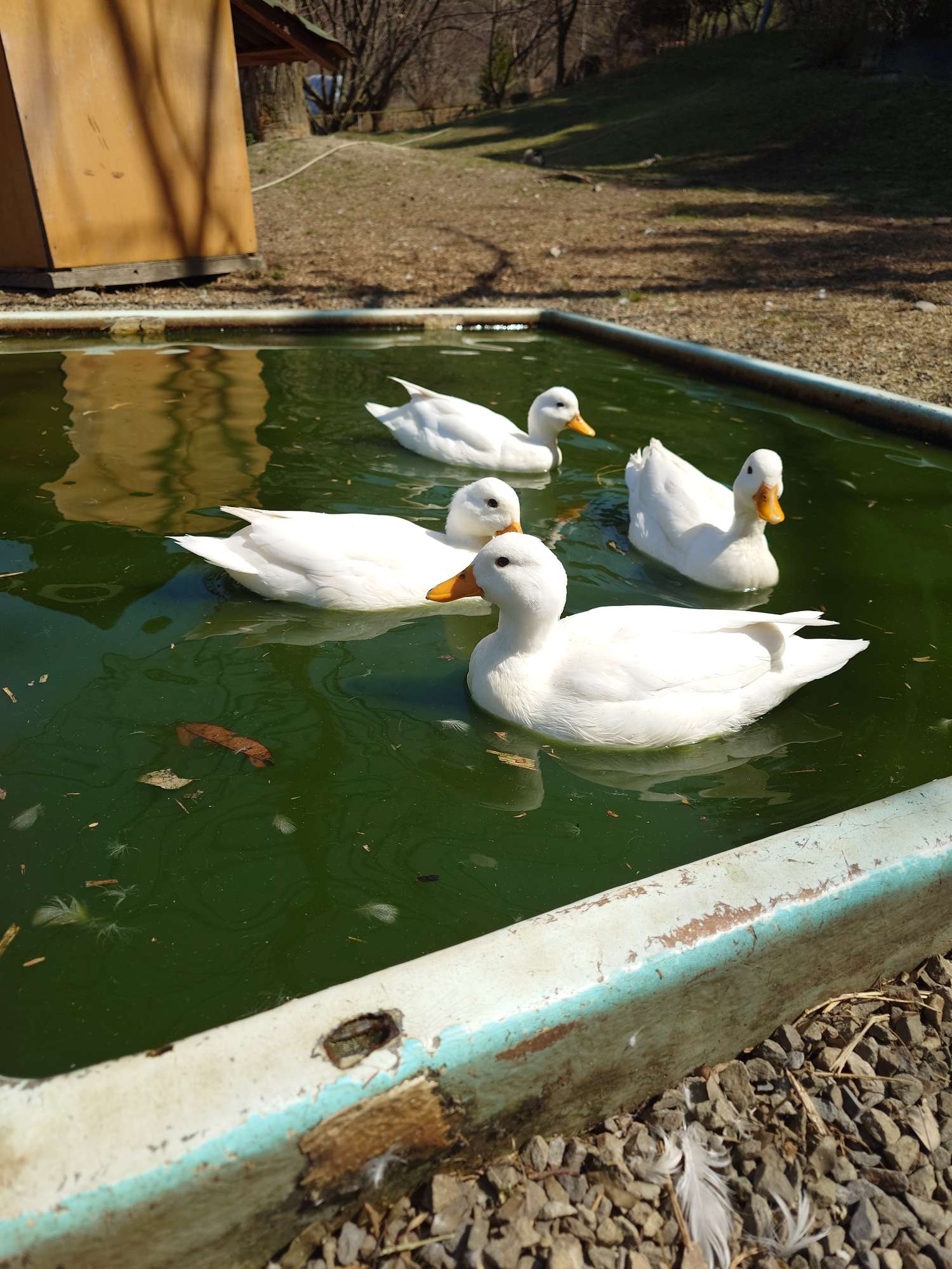 やまちびファーム